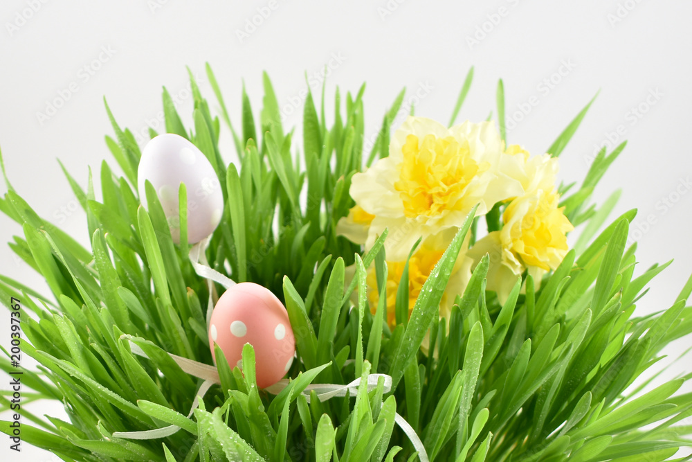 Spring grass stock images. Easter decoration on a white background. Spring decoration images. Spring floral decoration. Spring background concept. Fresh green grass Spring grass stock images. Easter decoration on a white background. Spring decoration images. Spring floral decoration. Spring background concept. Fresh green grass