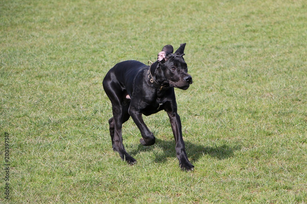 black great dane dog is running in the garden black great dane dog is running in the garden