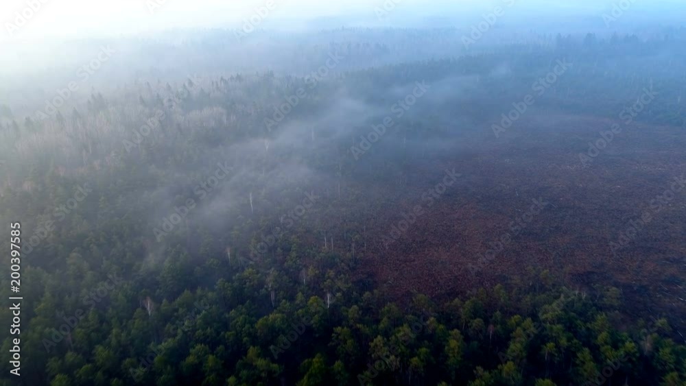 Aerial Timelapse of Fog in the Forest Swamp Aerial Timelapse of Fog in the Forest Swamp