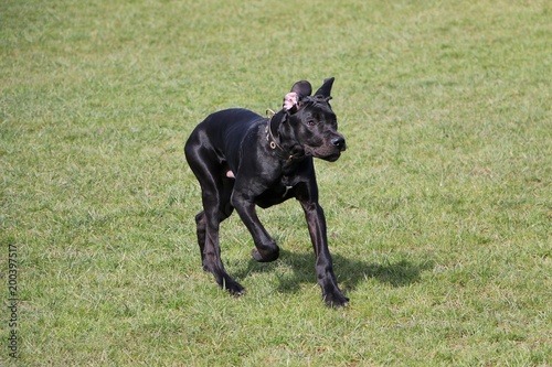 black great dane dog is running in the garden