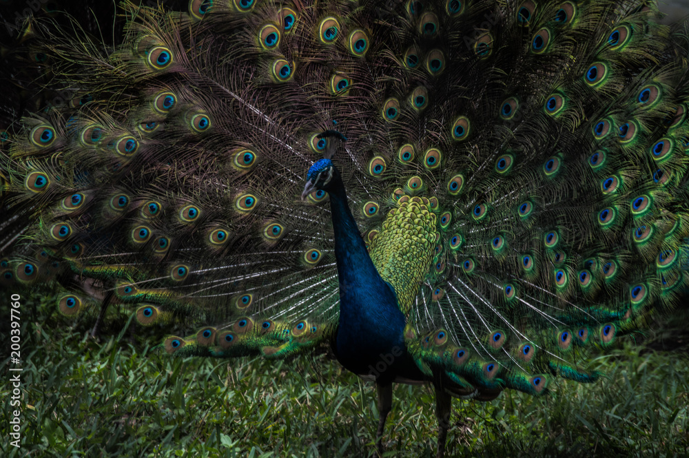 Obraz premium Plumage