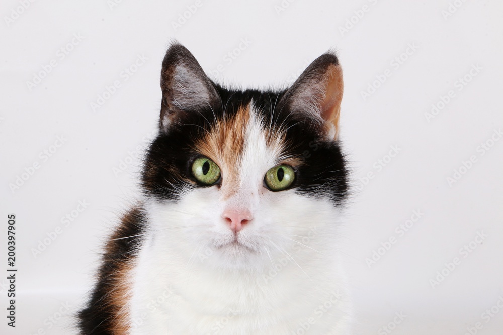 beautiful tricolored cat portrait in the studio