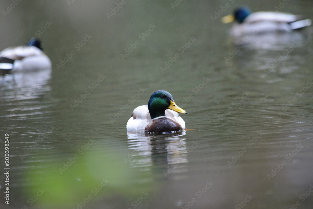Obraz premium mallard 0007