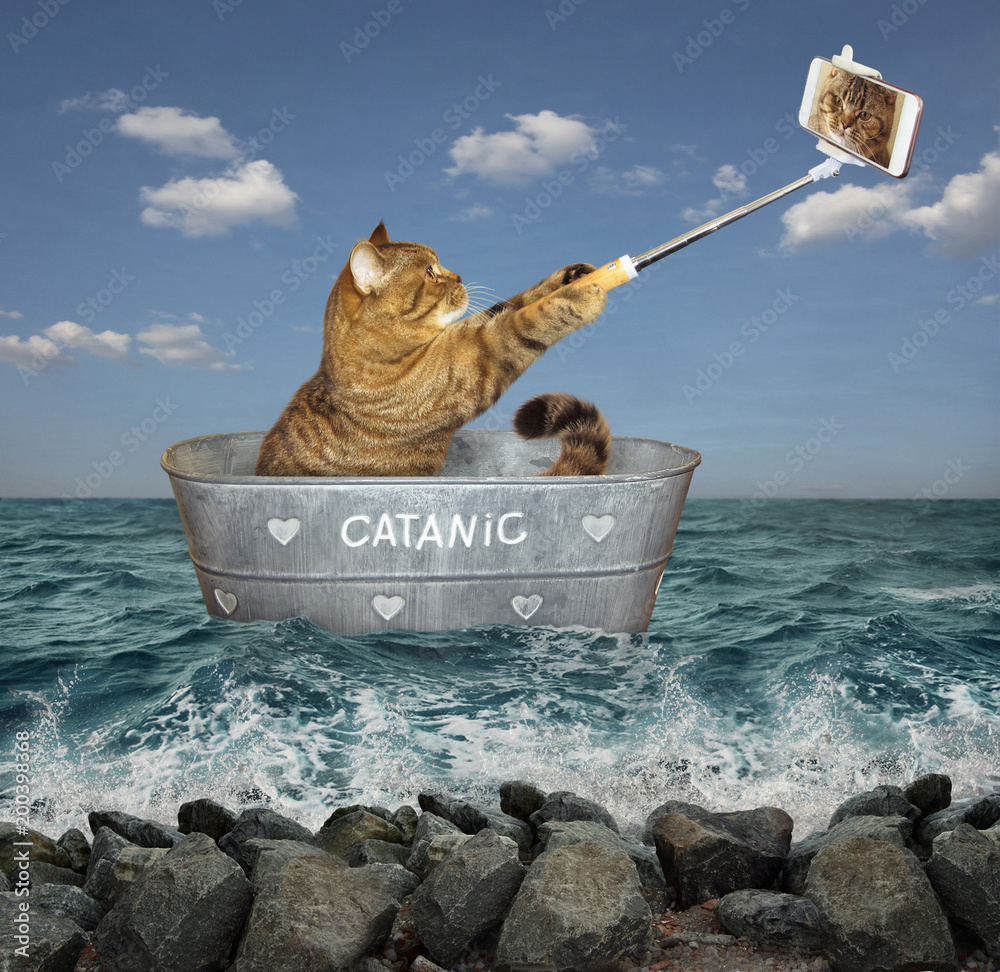 The cat takes pictures of itself in a wash tub. He floats on it in the sea.  Stock Photo