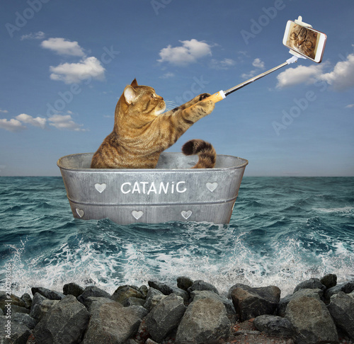 The cat takes pictures of itself in a wash tub. He floats on it in the sea. photo