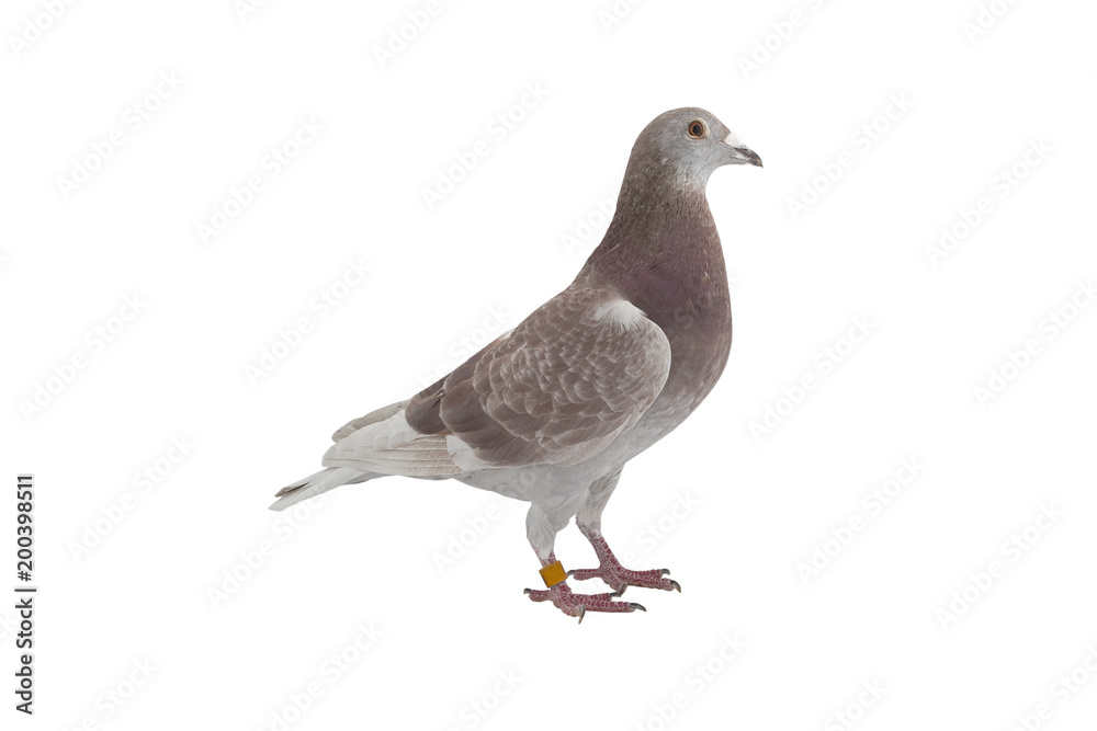 close up of speed racing pigeon bird isolate white background close up of speed racing pigeon bird isolate white background