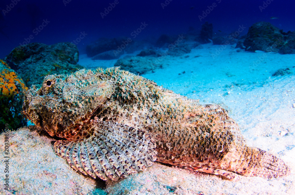 Obraz premium Reef fishes from the sea of cortez, mexico