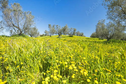 Fototapeta Naklejka Na Ścianę i Meble -  a lot of dandelions on the olive tree garden in Tuscany in Italy