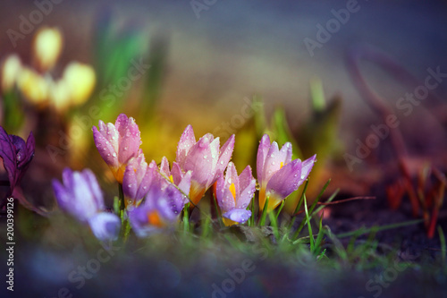 Fototapeta Naklejka Na Ścianę i Meble -  Macro Crocus flower spring