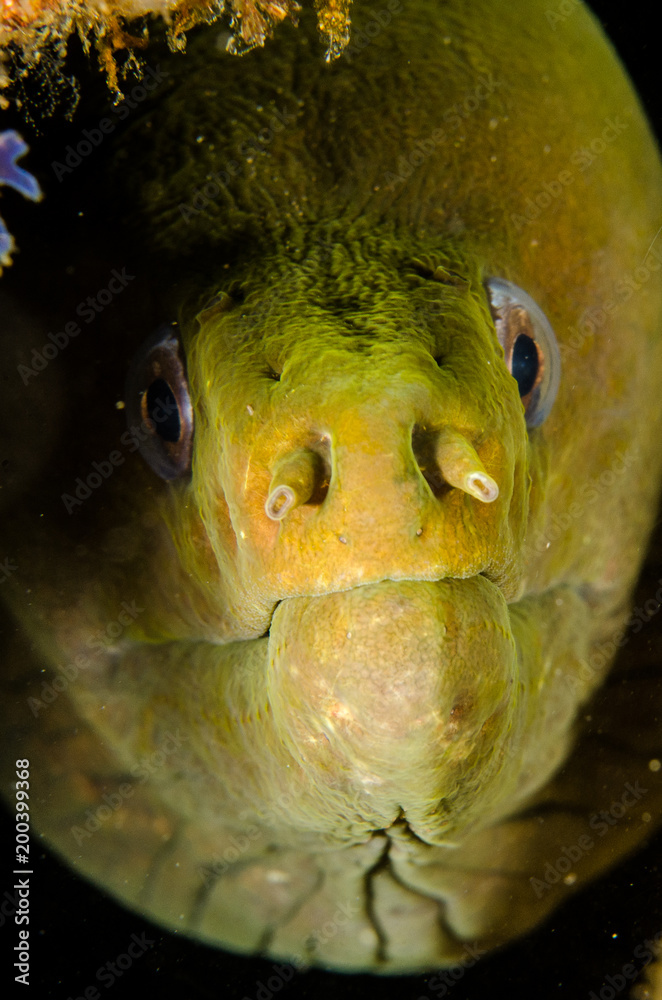 Obraz premium Panamic Green Moray Eel (Gymnothorax castaneus), mouth wide open resting in reefs of the Sea of Cortez, Pacific ocean. Cabo Pulmo, Baja California Sur, Mexico. Cousteau named it The world's aquarium.
