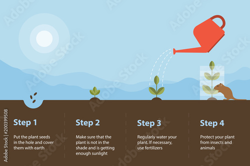 Stages of plant growth. Farming. Gardening. Infographics. Watering and protection of the seedling. Vector flat illustration