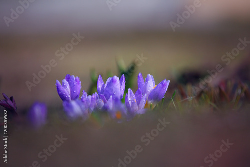 Fototapeta Naklejka Na Ścianę i Meble -  Macro Crocus flower spring