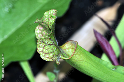 Lihansyöjäkasvit Rośliny mięsożerne Carnivorous plant Piante insettivore نبات لاحم Planta carnívora Rovaremésztő növények Pianta carnivora Насекомоядные растения צמחים טורפים 食虫植物 Köttätande växter 