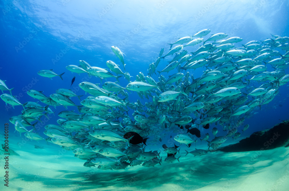 Fototapeta premium Big eye Trevally Jack, (Caranx sexfasciatus) in polarized school, bait ball or tornado with a diver taking pictures. Cabo Pulmo National Park. Baja California Sur,Mexico.