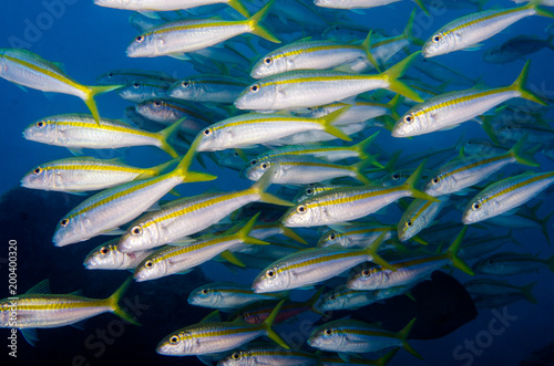 Принти на полотні Reef fishes from the sea of cortez, mexico