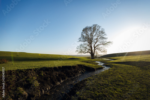 Lonely tree by the creek in the green field
