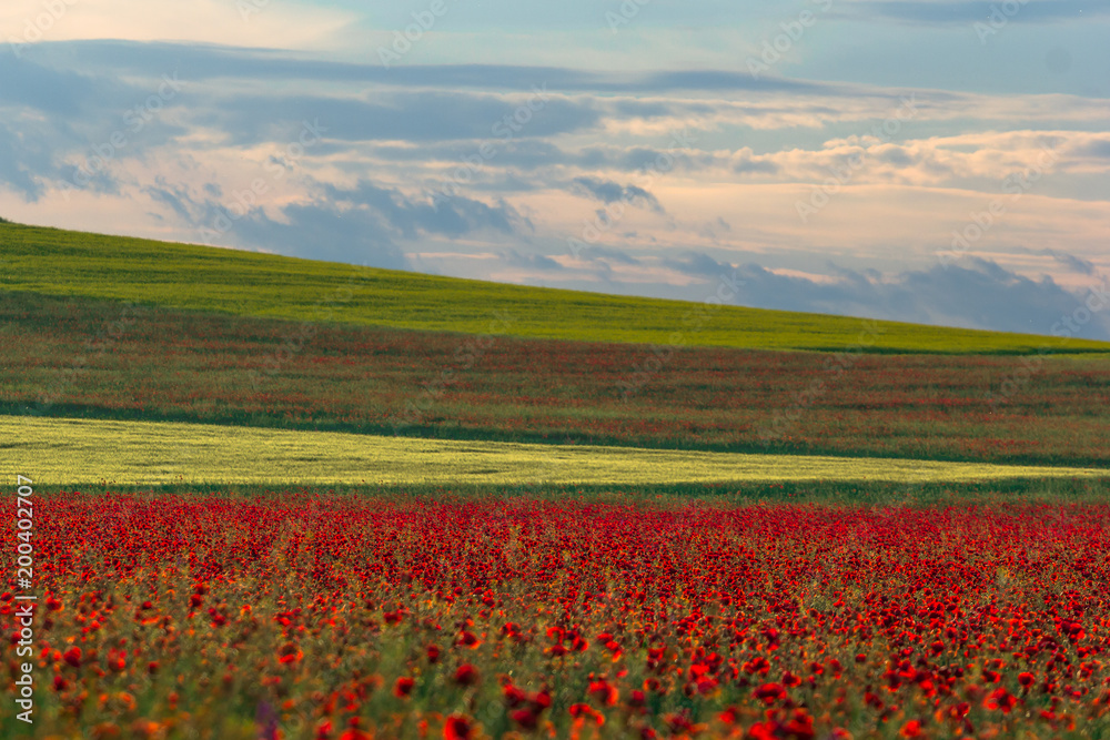 Beautiful sky with white clouds over a green summer field with poppies, Dobrogea, Romania