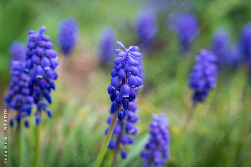 lavendel