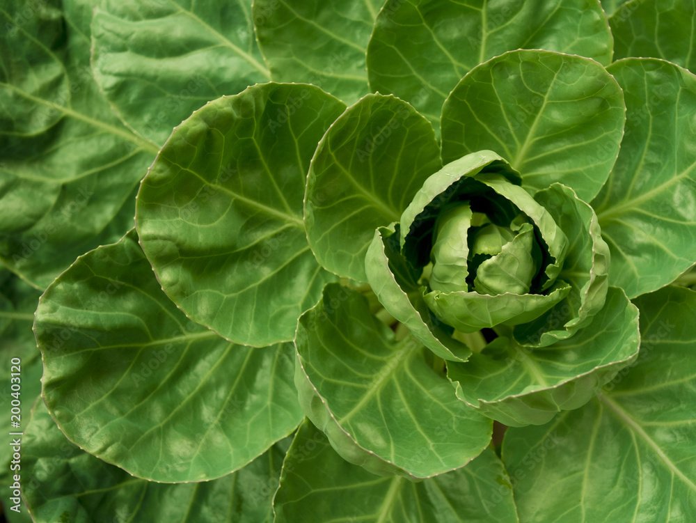 Fototapeta premium a cabbage leaves