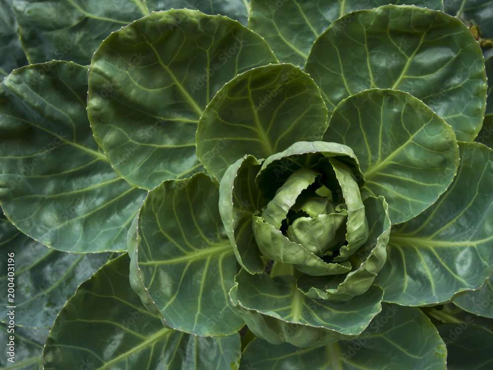 Obraz premium a cabbage leaves