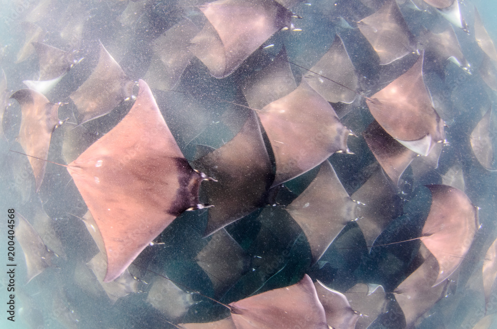 Obraz premium mobula rays, sea of cortez, mexico