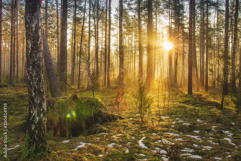 Fototapeta Landscape of spring forest in backlight. Morning rays of sun in frame at dawn in picturesque forest. Natural nature. Sunbeams through trees of woodland. Spring background.