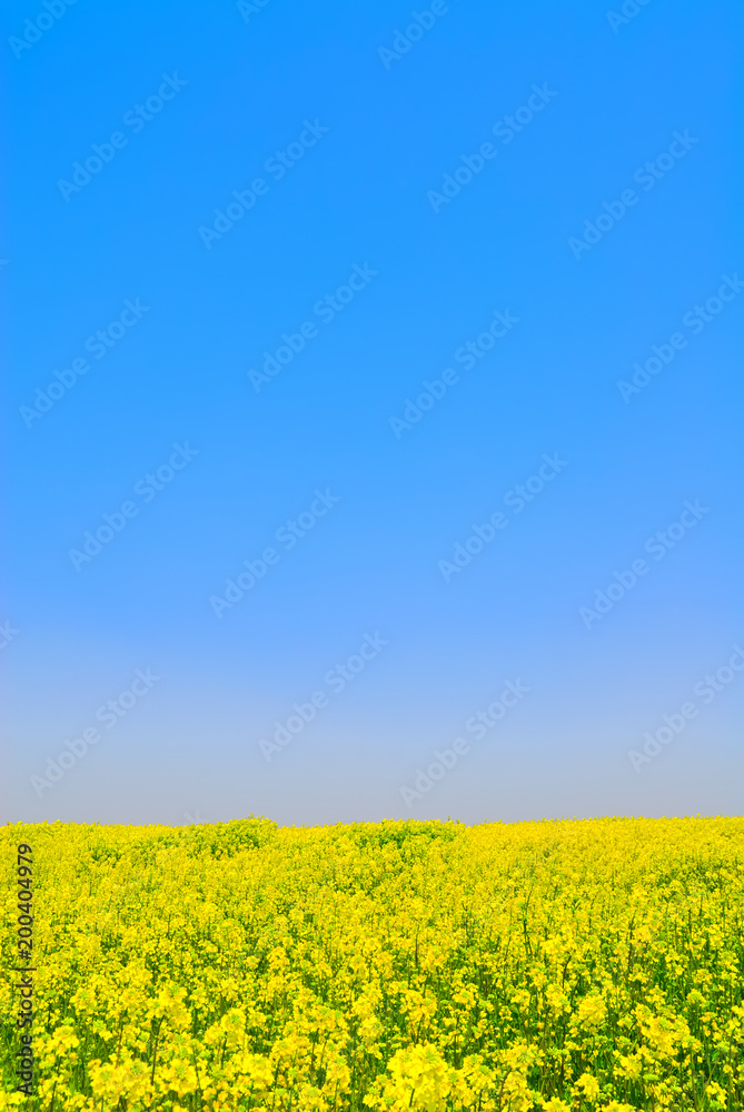 コピースペース 菜の花と大地
コピースペース 菜の花と大地