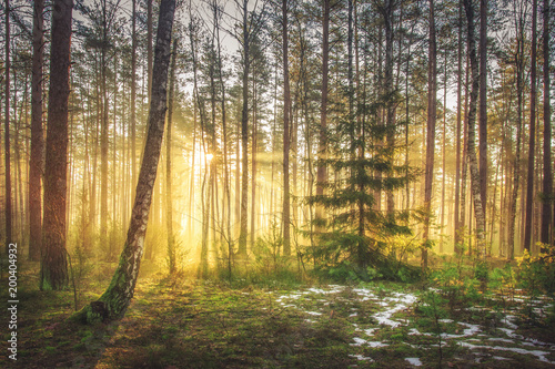 Bright sunrise and sunshine in picturesque spring forest in morning. Sun rays through trees of forest. Scenic natural landscape. Sunlight in woodland. Early spring in green forest.
