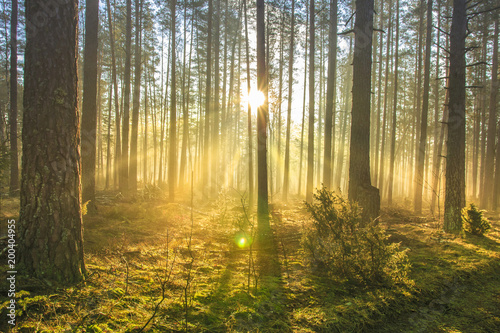 Bright sun rays through trees in green spring forest. Landscape of forest in early morning. Natural nature. Scenery woodland with sunshine. View on green forest in backlight.