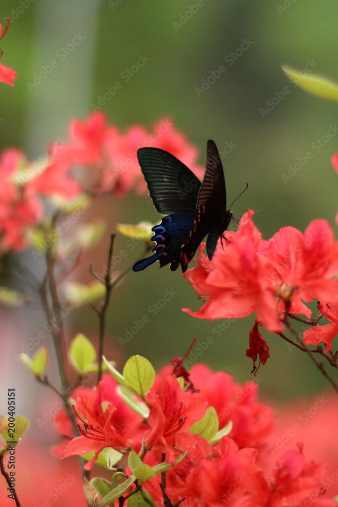 Fototapeta premium The azaleas of the dongting.