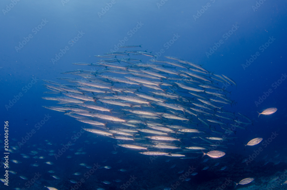 Fototapeta premium bait ball, mexico