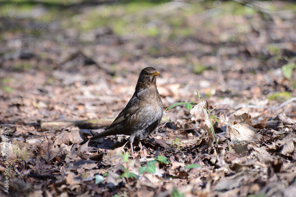 bird 0001 bird 0001