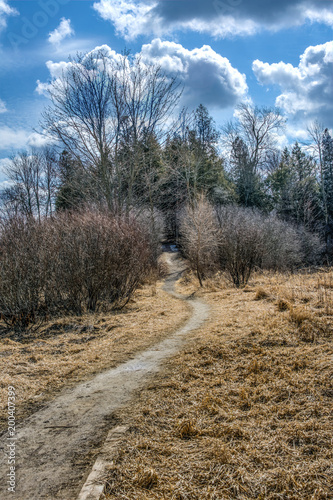 The narrow spring path leading to the forest