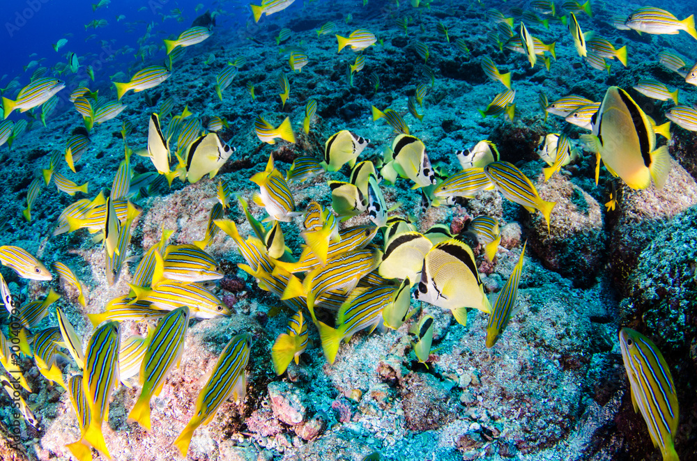 Obraz premium Reef fishes from the sea of cortez, mexico