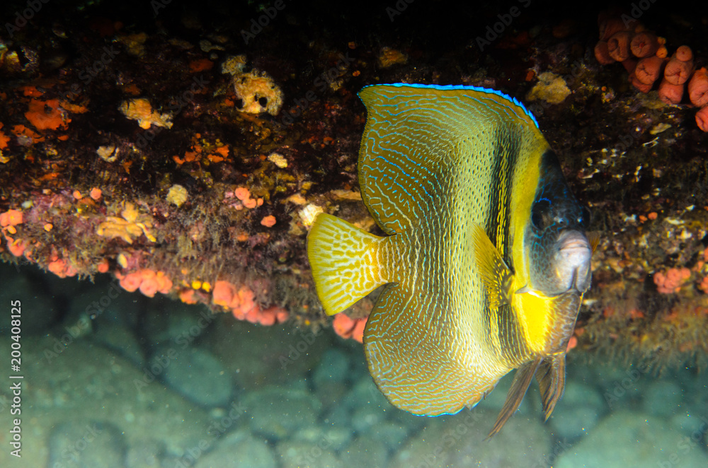 Obraz premium Reef fishes from the sea of cortez, mexico