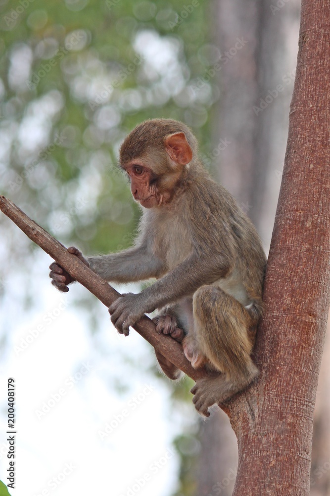 Fototapeta premium Monkey, it is in the park at Thailand.