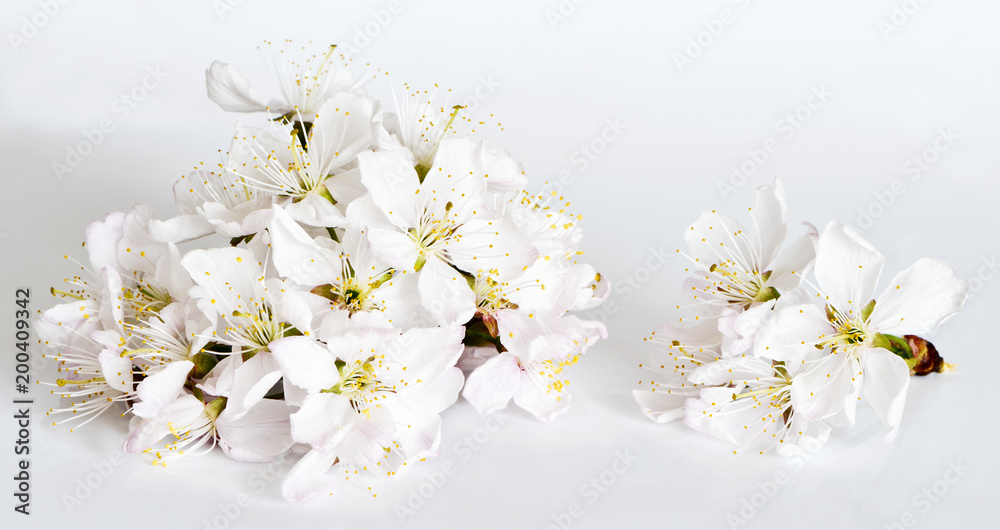 White cherry blossoms on light gray background White cherry blossoms on light gray background