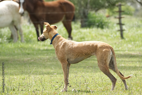 Happy greyhound running on a field in winter in Argentina