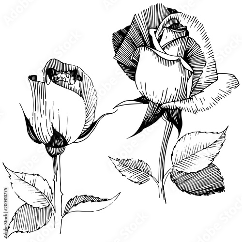Wildflower rose  flower in a vector style isolated. Full name of the plant: rose , rosa, hulthemia. Vector wildflower for background, texture, wrapper pattern, frame or border.