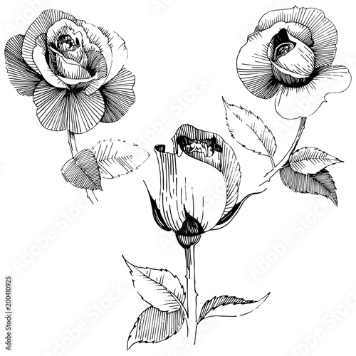 Wildflower rose  flower in a vector style isolated. Full name of the plant: rose , rosa, hulthemia. Vector wildflower for background, texture, wrapper pattern, frame or border.