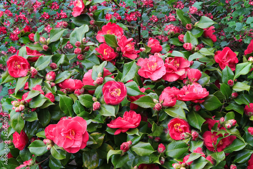 Camellia flowers in full bloom