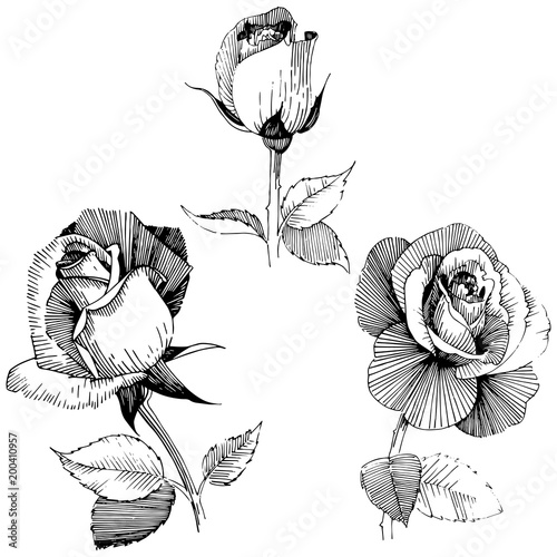 Wildflower rose  flower in a vector style isolated. Full name of the plant: rose , rosa, hulthemia. Vector wildflower for background, texture, wrapper pattern, frame or border.