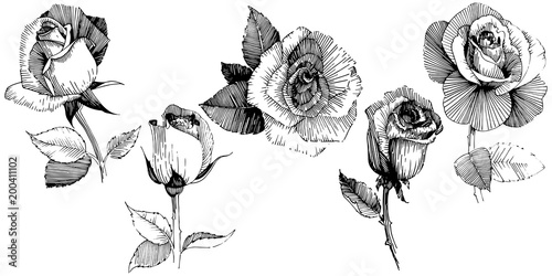 Wildflower rose  flower in a vector style isolated. Full name of the plant: rose , rosa, hulthemia. Vector wildflower for background, texture, wrapper pattern, frame or border.