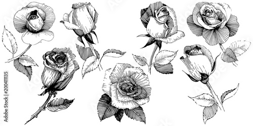 Wildflower rose  flower in a vector style isolated. Full name of the plant: rose , rosa, hulthemia. Vector wildflower for background, texture, wrapper pattern, frame or border.