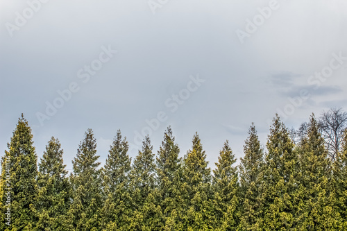 top of trees and sky