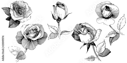 Wildflower rose  flower in a vector style isolated. Full name of the plant: rose , rosa, hulthemia. Vector wildflower for background, texture, wrapper pattern, frame or border.