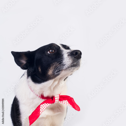 Mixed breed dog portrait © GrasePhoto