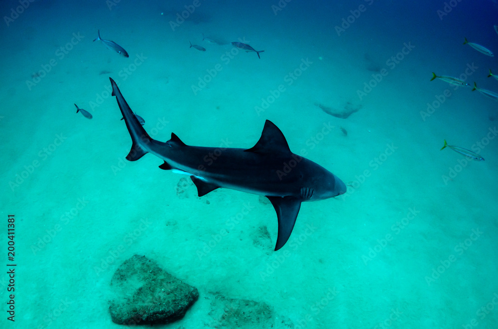 Obraz premium Bull Shark (Carcharhinus leucas). reefs of the Sea of Cortez, Pacific ocean. Cabo Pulmo, Baja California Sur, Mexico. 