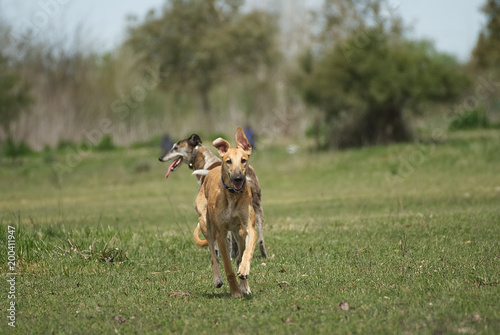 Happy greyhound  galgo running on a field in aummer in Argentina