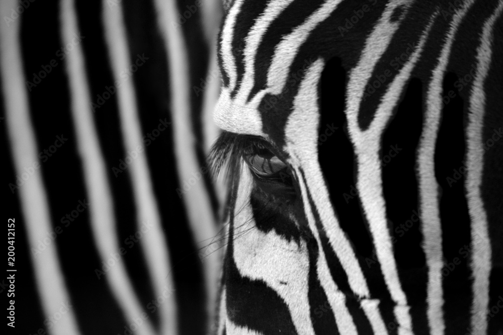 Zebra Locked - obrazy, fototapety, plakaty 